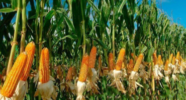 Jak pěstovat kukuřici? Pokyny krok za krokem